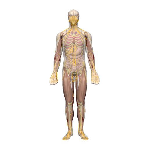 3D whole-body model