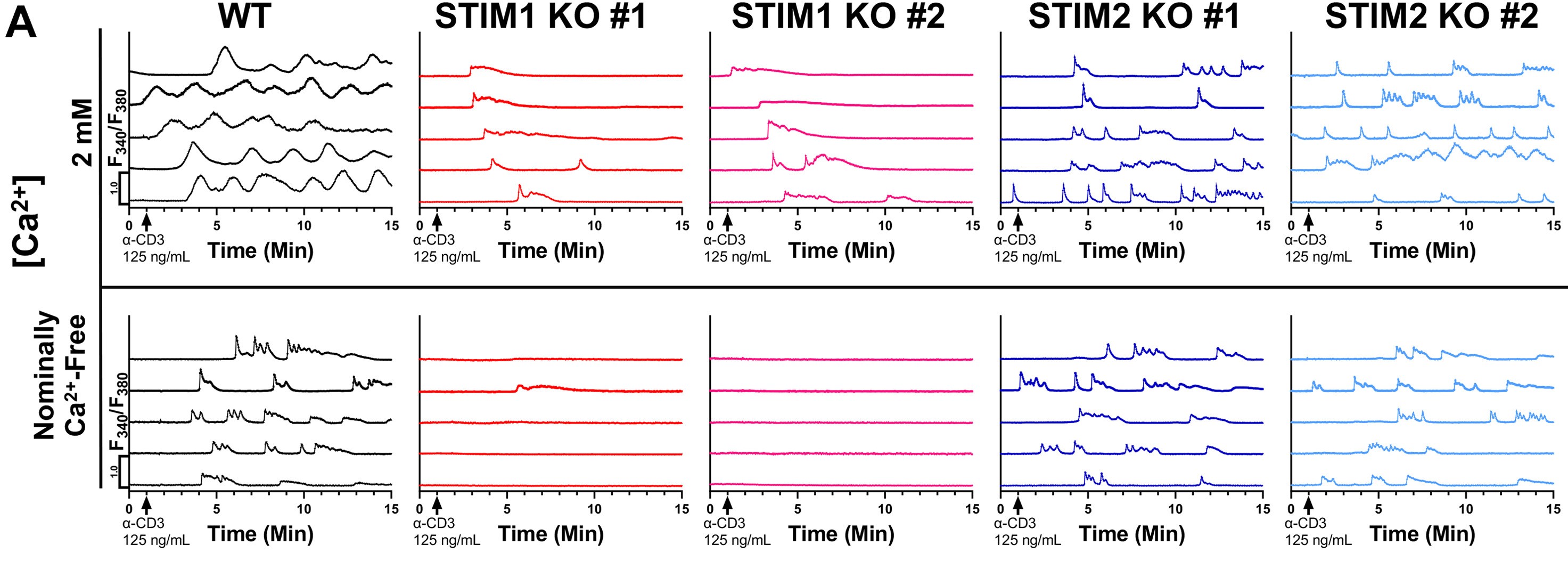 Calcium oscillations on T-cells