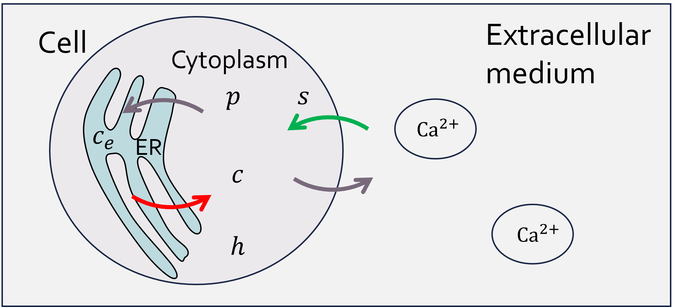 Model of calcium oscillations
