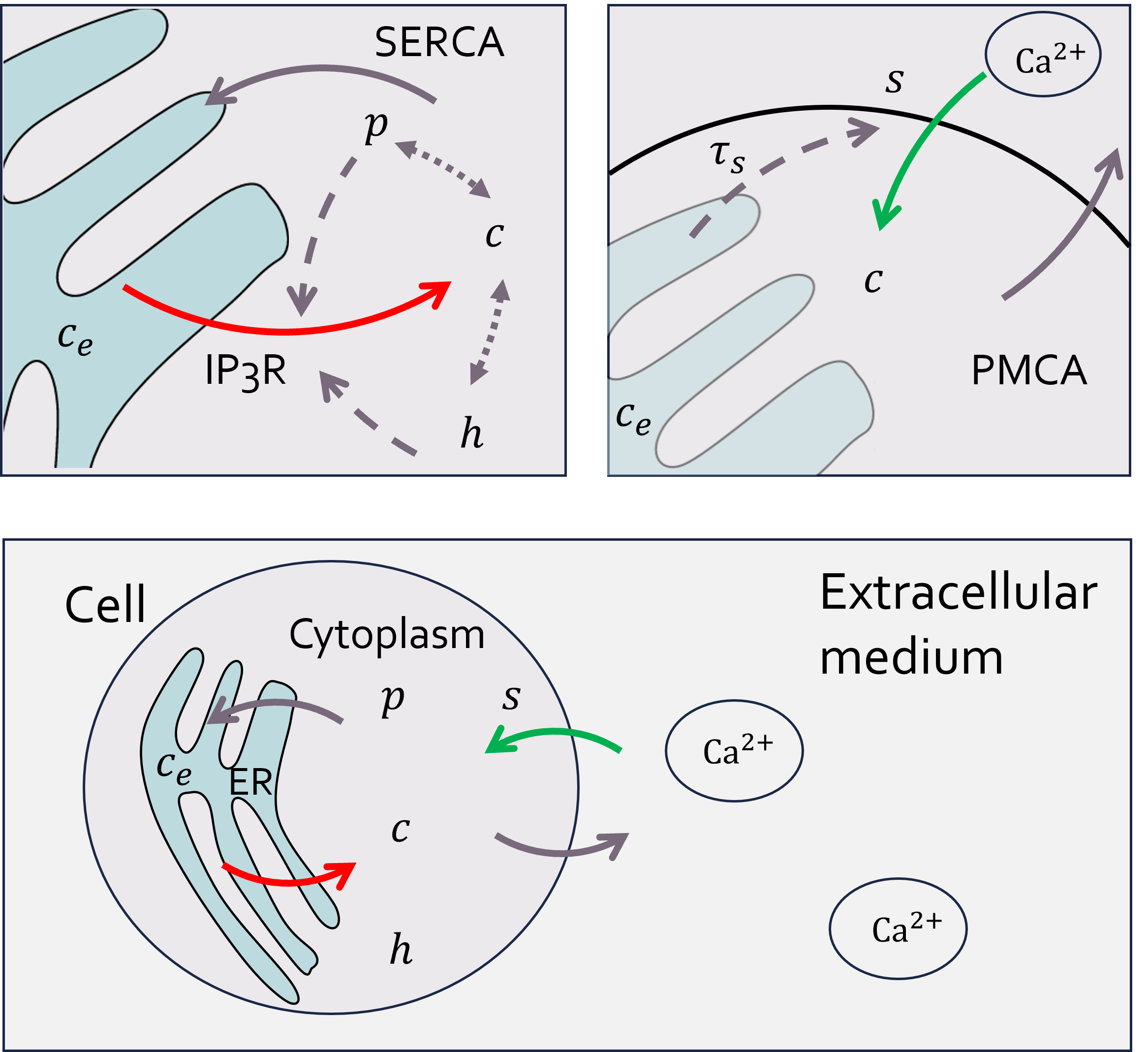Model of calcium oscillations