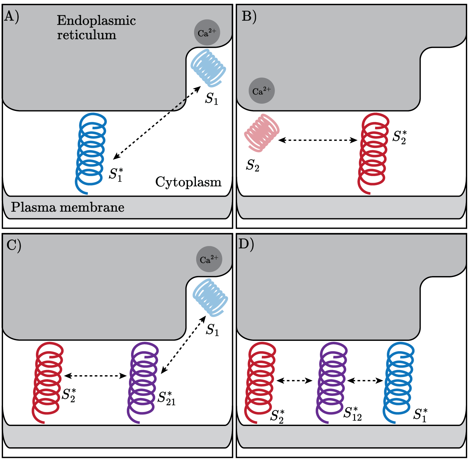 Model of STIM binding
